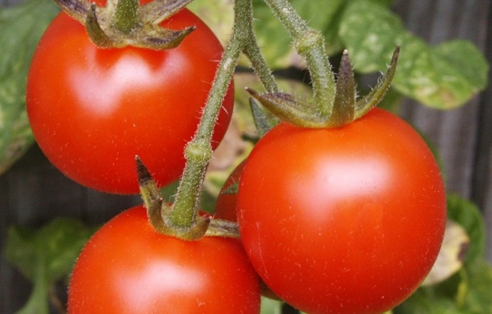 Atak morderczych pomidorów, czyli GMO pod lupą