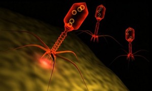 Terapia fagowa - za i przeciw