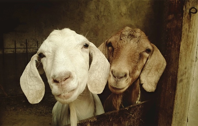 W tym roku mija już 20 lat od sklonowania owieczki Dolly