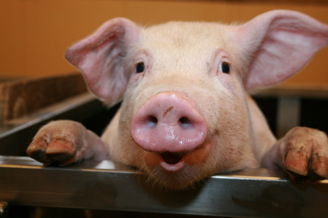 Pół świnia-pół człowiek czy mała świnka z ludzkim organem? O hodowli ludzkich organów w świ