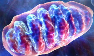 Poznajcie humaninę - białko mitochondrialne o niezwykle korzystnym działaniu