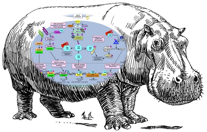 Szlak sygnałowy Hippo i jego nowa rola w supresji nowotworu