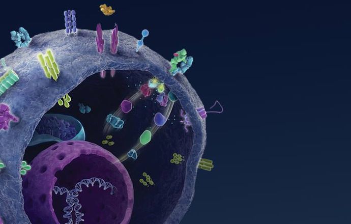 Komórkowy system sprzątający – degradacja proteasomalna i jej rola w terapii onkologicznej