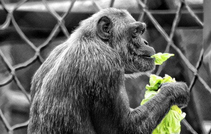 Wirus Ebola wciąż groźny dla szympansów – czy szczepionka przegrała walkę z czasem?