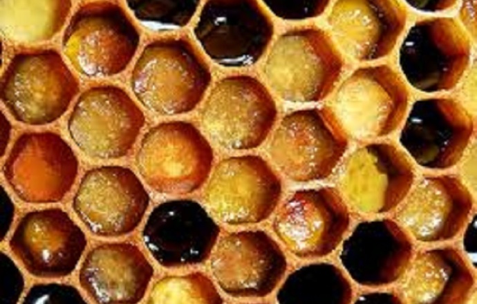 Ekstrakt z pierzgi pszczelej - czym jest i do czego służy?