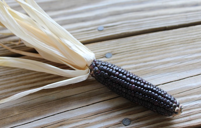Fioletowa kukurydza jako warzywo przyszłości 