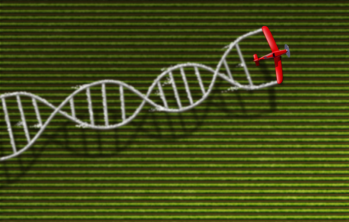 „Organizmy uzyskane za pomocą technik i metod mutagenezy należy traktować jako GMO” 