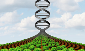 Nieostatnia bitwa o GMO – subiektywne spojrzenie na sprawę 