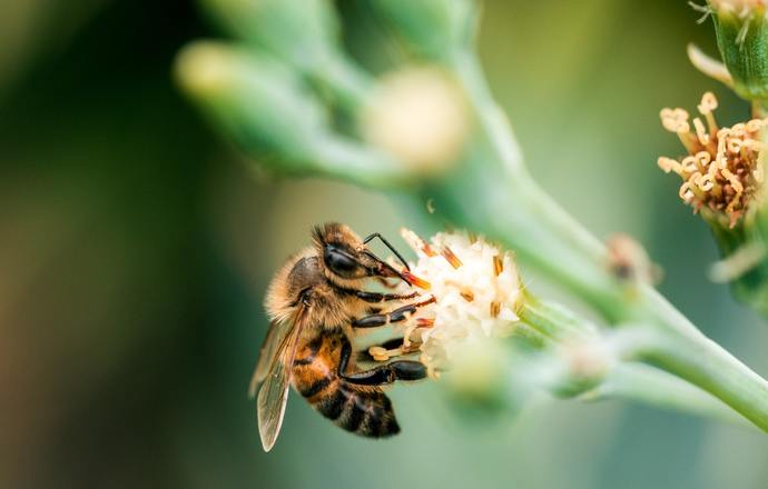 Potencjalny zabójca pszczół zdemaskowany!
