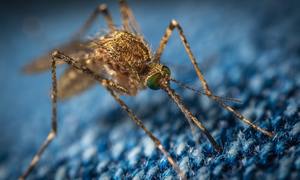 Komar Denga – największe niebezpieczeństwo rozprzestrzeniania się wirusa Zika w Australii