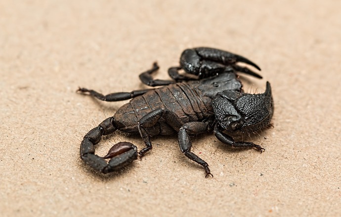 Toksyna skorpiona działająca na „receptor wasabi” może pomóc rozwiązać zagadkę przewlekłego