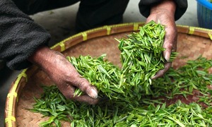 Zielona herbata kluczem do zmniejszenia oporności na antybiotyki