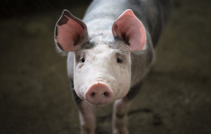 Mięso z laboratorium – nadzieja na przyszłość bez cierpienia zwierząt?