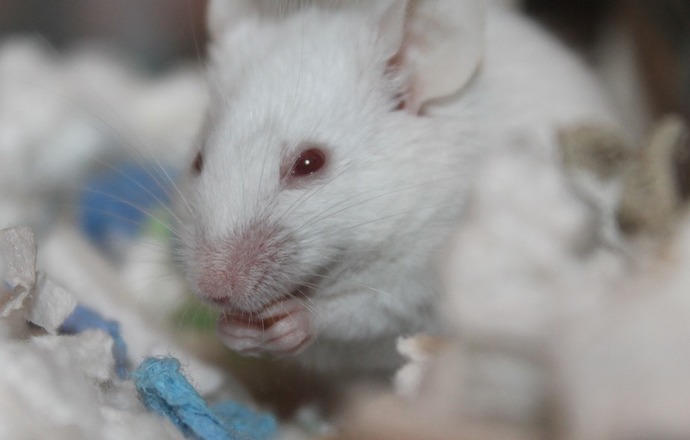 Nanocząsteczki miedzi i immunoterapia zniszczyły komórki rakowe u myszy