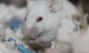 Nanocząsteczki miedzi i immunoterapia zniszczyły komórki rakowe u myszy