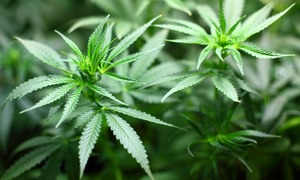 LUX MED otwiera Poradnię Leczenia Marihuaną Medyczną