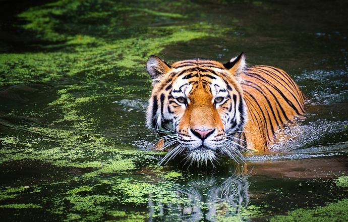 Tygrys w nowojorskim zoo zakażony koronawirusem