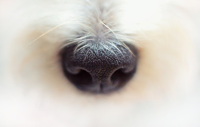 Naukowcy trenują psy, by wykrywały chorych na COVID-19