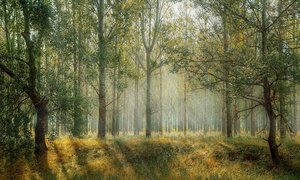 Naukowcy apelują, by chronić lasy, wspierając ich otoczenie i naturalne procesy regeneracji