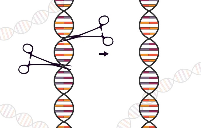 Ciemna strona CRISPR-Cas9 – edycja genów w zarodkach powoduje delecje i rearanżacje chromos