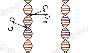 Ciemna strona CRISPR-Cas9 – edycja genów w zarodkach powoduje delecje i rearanżacje chromos