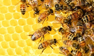 Szansa na naturalny lek z grzyba na chorobę zakaźną pszczół – zgnilca złośliwego