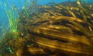 Związek z alg lepiej blokuje koronawirusa niż remdesiwir
