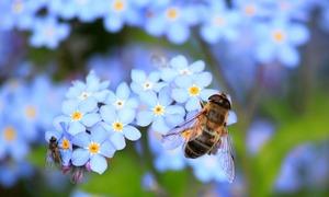 Jad pszczoły miodnej zabija agresywne komórki raka piersi