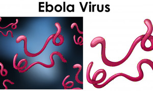 Regeneron ma pierwszy zatwierdzony przez FDA lek na Ebolę
