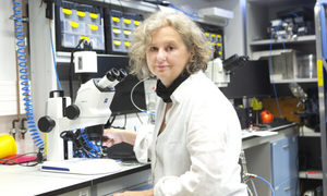 Prof. Ewa Górecka z UW laureatką Nagrody FNP 2020 w obszarze nauk chemicznych i o materiała