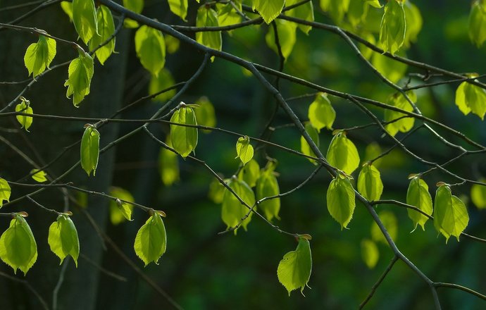 Właściwości kosmetyczne drzew – które surowce roślinne pozytywnie wpływają na cerę trądziko