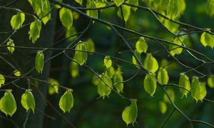 Właściwości kosmetyczne drzew – które surowce roślinne pozytywnie wpływają na cerę trądziko
