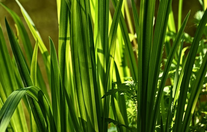 Tatarak zwyczajny – roślina o wszechstronnym zastosowaniu