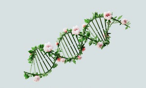 Naukowcy odkryli, że mutacja genu NOD2 stanowi czynnik ryzyka choroby Leśniowskiego-Crohna