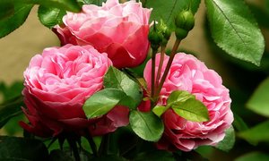 Róża – źródło witamin i związków biologicznie czynnych