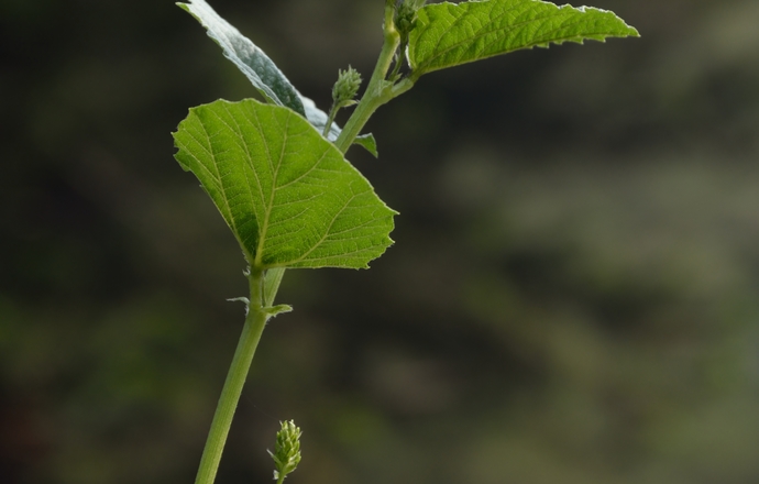 Bakuchiol – roślinne panaceum na zmarszczki