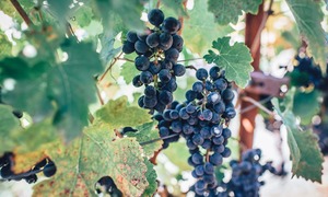 Ekstrakt z pestek winogron, czyli niesłusznie pomijanej części owocu