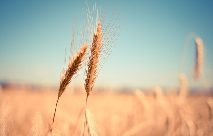 W Wielkiej Brytanii rozpoczynają się próby terenowe odmiany pszenicy otrzymanej dzięki wyko