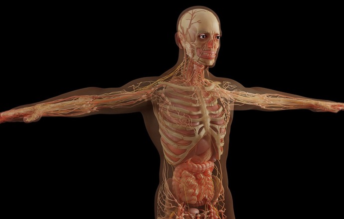 Anatomia – „supermoc” elektrofizjologa