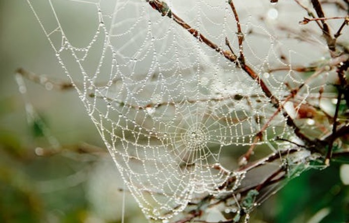 Naukowcy chcą rozwikłać zagadkę tkania pajęczych sieci