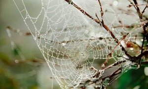 Naukowcy chcą rozwikłać zagadkę tkania pajęczych sieci