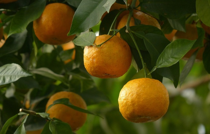 Komórki macierzyste z pomarańczy gorzkiej
