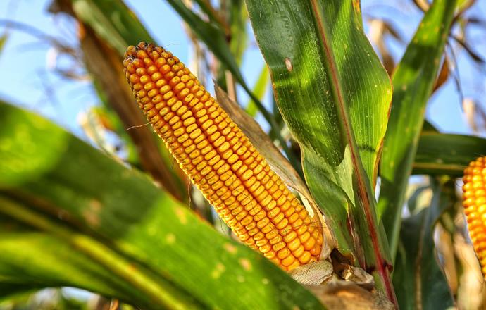 Namok kukurydziany – produkt uboczny o wielkim potencjale