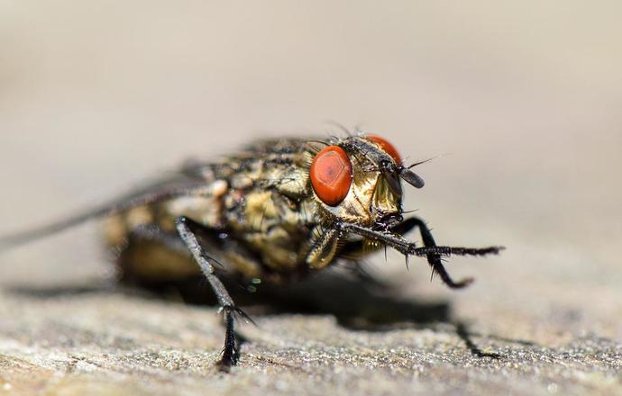Entomologia sądowa, czyli jak owady pomagają policji?