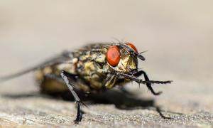 Entomologia sądowa, czyli jak owady pomagają policji?