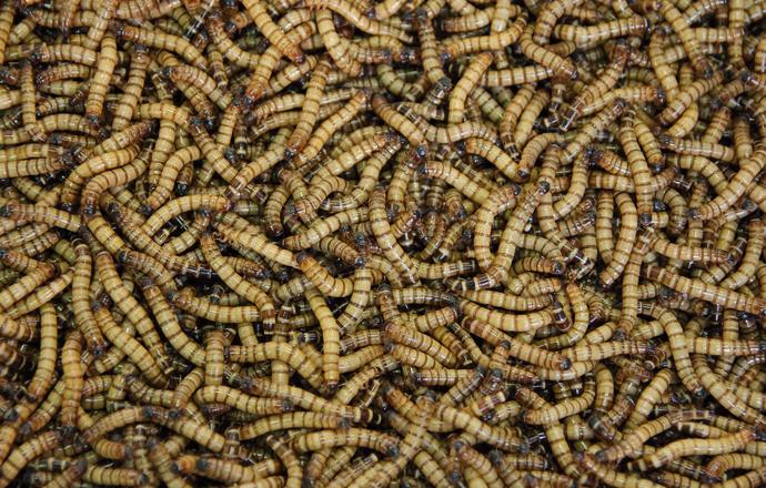 Czy białka z owadów wyżywią świat?