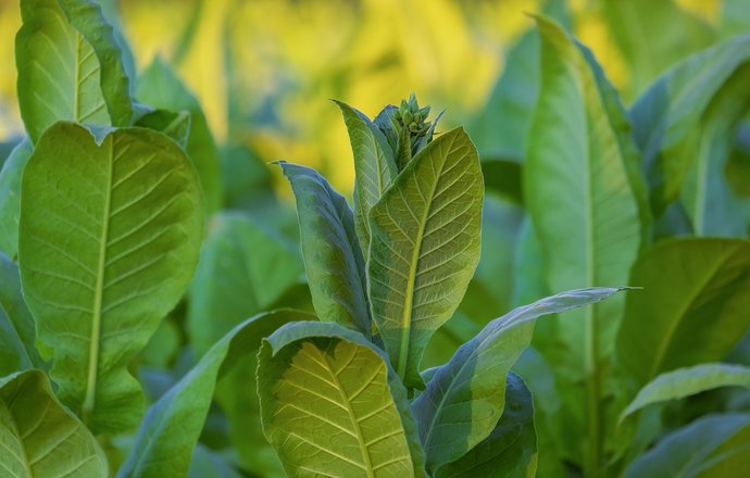 Czy tytoń może stać się przyszłością produkcji żywności?