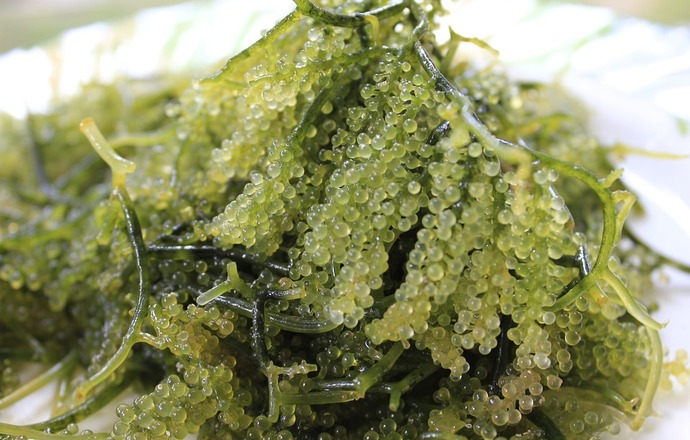 Polisacharydy z alg w opatrunkach hydrożelowych