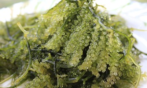 Polisacharydy z alg w opatrunkach hydrożelowych