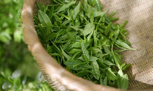 Dlaczego warto stosować ekstrakt z zielonej herbaty w kosmetykach?